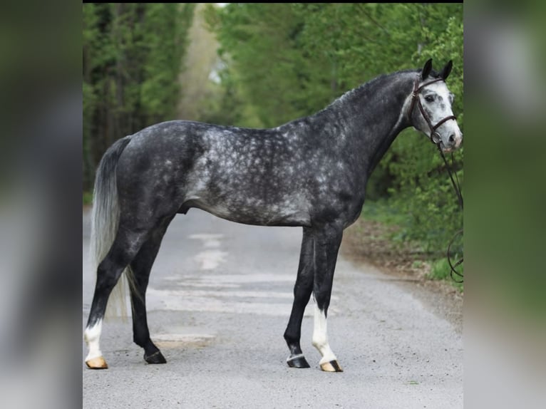 Hannoveriano Caballo castrado 6 años 167 cm Tordo rodado in Leoben
