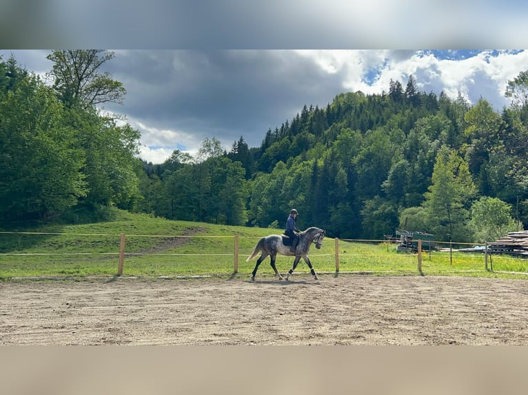 Hannoveriano Caballo castrado 6 años 167 cm Tordo rodado in Leoben
