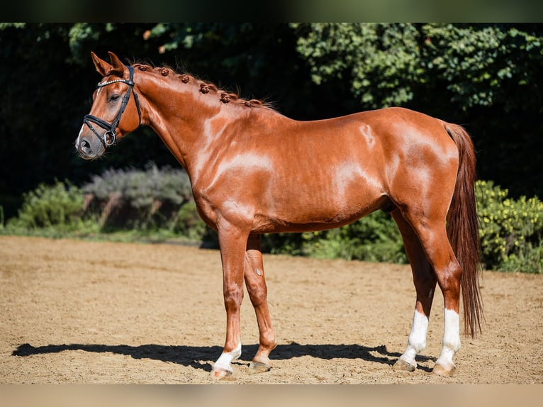 Hannoveriano Caballo castrado 6 años 168 cm Alazán in Riedstadt