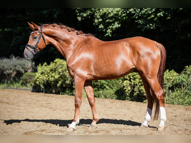 Hannoveriano Caballo castrado 6 años 168 cm Alazán in Riedstadt