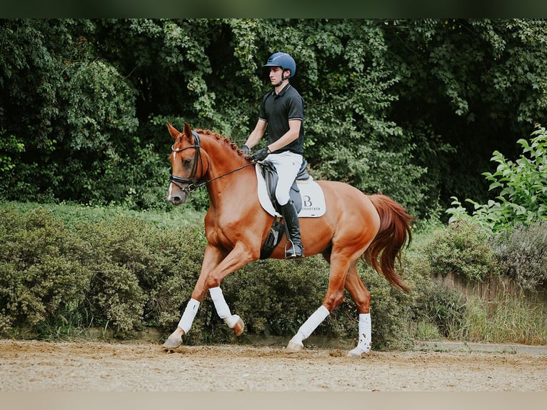 Hannoveriano Caballo castrado 6 años 168 cm Alazán in Riedstadt