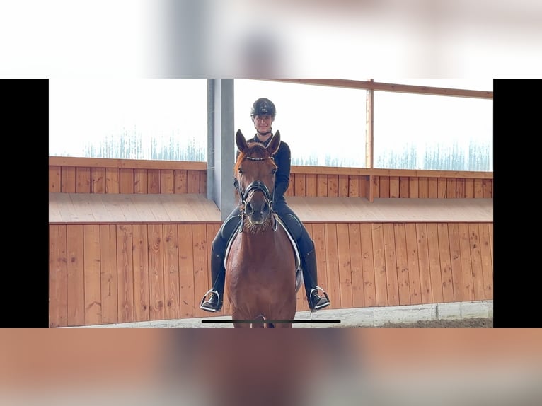 Hannoveriano Caballo castrado 6 años 168 cm Alazán in Löningen