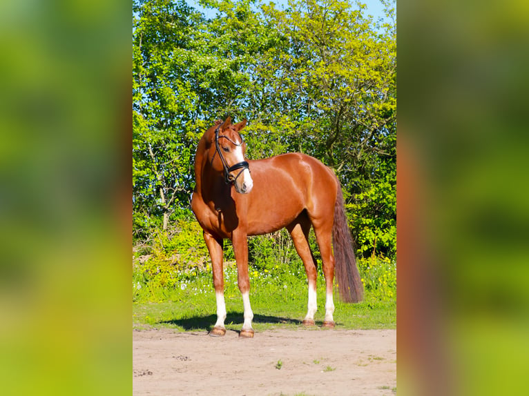 Hannoveriano Caballo castrado 6 años 168 cm Alazán in Nienwohld