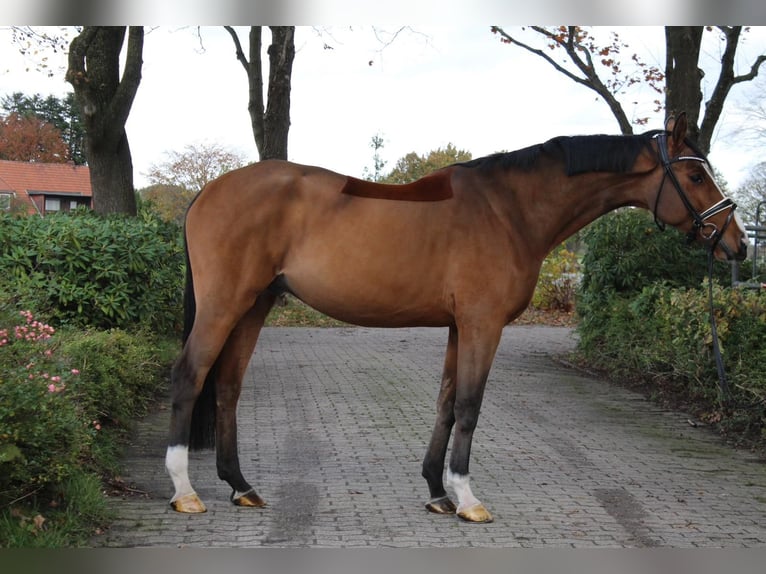 Hannoveriano Caballo castrado 6 años 168 cm Castaño in Kutenholz