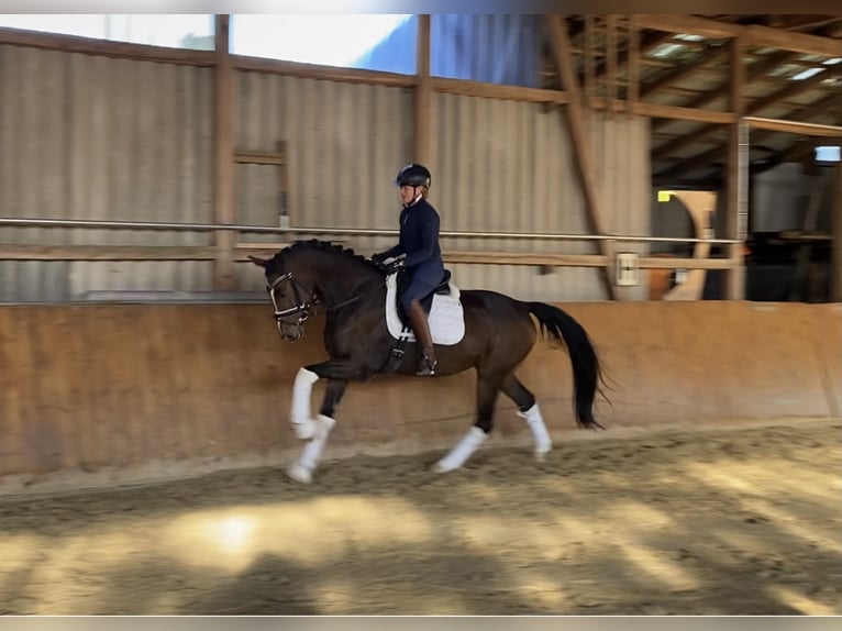 Hannoveriano Caballo castrado 6 años 168 cm Castaño in Alfstedt