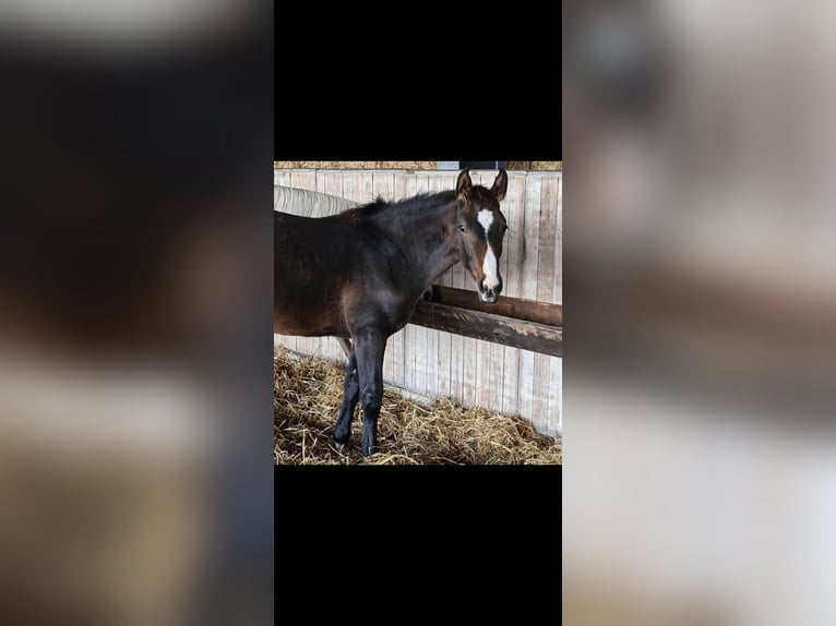 Hannoveriano Caballo castrado 6 años 168 cm Castaño in Wunstorf