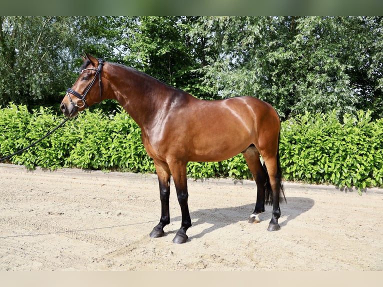 Hannoveriano Caballo castrado 6 años 168 cm Castaño in Lüdinghausen