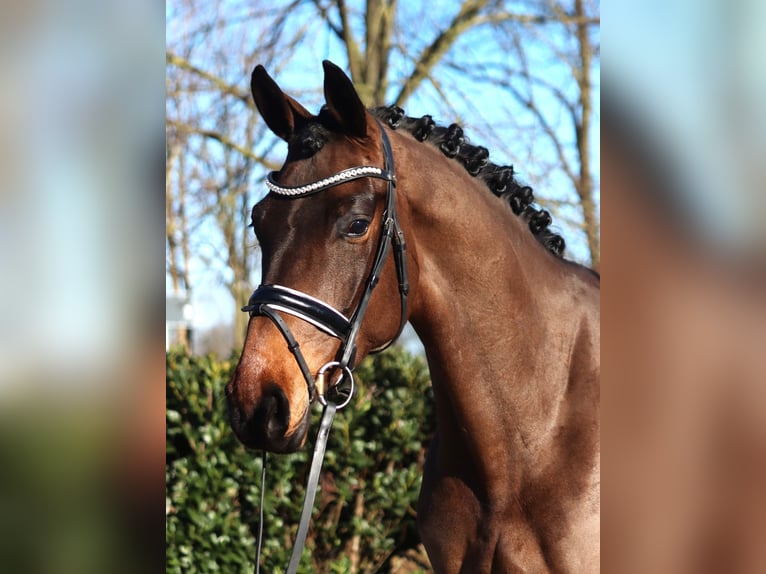 Hannoveriano Caballo castrado 6 años 168 cm Castaño in Selsingen