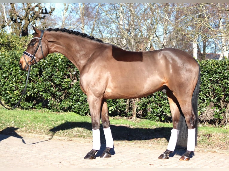 Hannoveriano Caballo castrado 6 años 168 cm Castaño in Selsingen