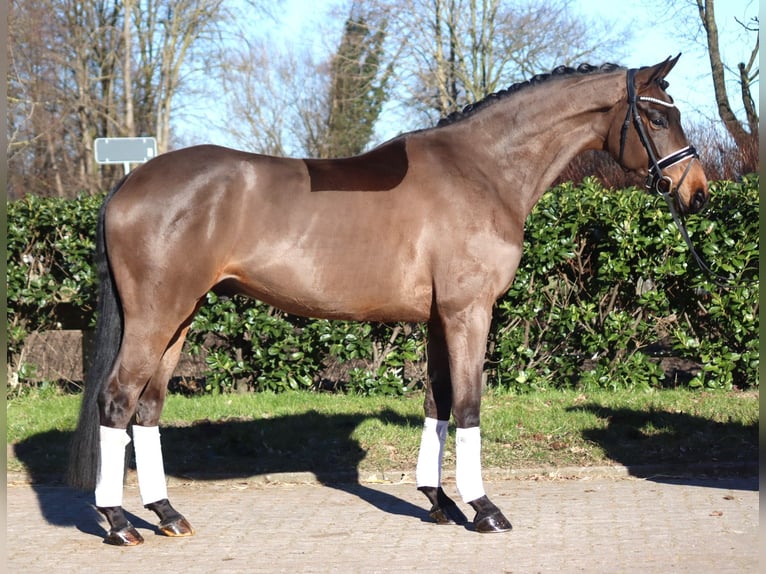 Hannoveriano Caballo castrado 6 años 168 cm Castaño in Selsingen