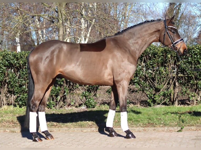 Hannoveriano Caballo castrado 6 años 168 cm Castaño in Selsingen
