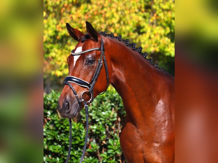 Hannoveriano Caballo castrado 6 años 168 cm Castaño in Selsingen