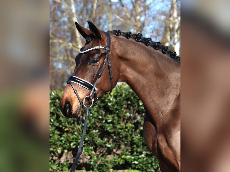 Hannoveriano Caballo castrado 6 años 168 cm Castaño in Selsingen