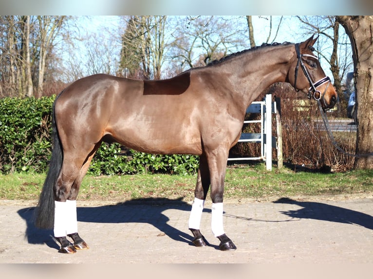 Hannoveriano Caballo castrado 6 años 168 cm Castaño in Selsingen