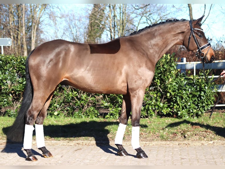 Hannoveriano Caballo castrado 6 años 168 cm Castaño in Selsingen
