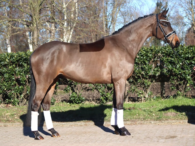 Hannoveriano Caballo castrado 6 años 168 cm Castaño in Selsingen
