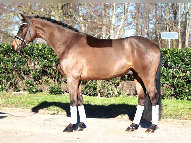 Hannoveriano Caballo castrado 6 años 168 cm Castaño in Selsingen