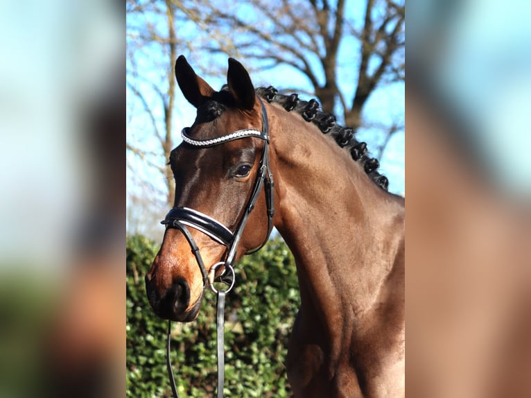 Hannoveriano Caballo castrado 6 años 168 cm Castaño in Selsingen