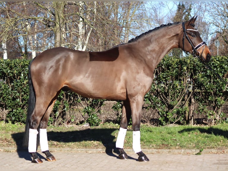 Hannoveriano Caballo castrado 6 años 168 cm Castaño in Selsingen