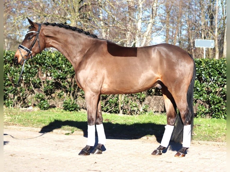 Hannoveriano Caballo castrado 6 años 168 cm Castaño in Selsingen