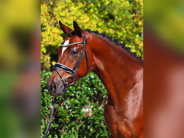 Hannoveriano Caballo castrado 6 años 168 cm Castaño in Selsingen