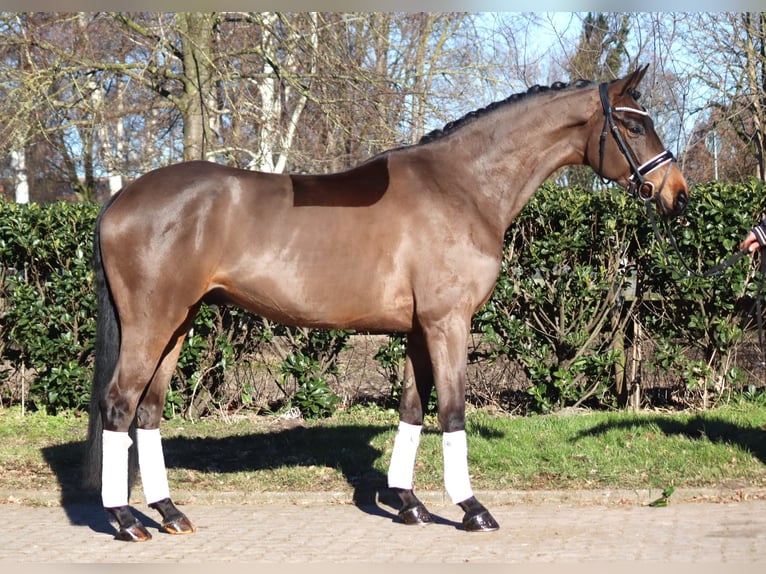 Hannoveriano Caballo castrado 6 años 168 cm Castaño in Selsingen