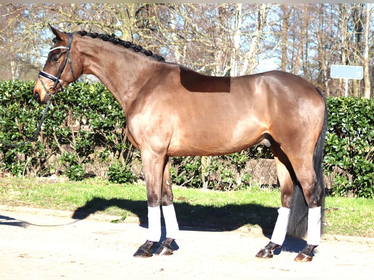 Hannoveriano Caballo castrado 6 años 168 cm Castaño in Selsingen