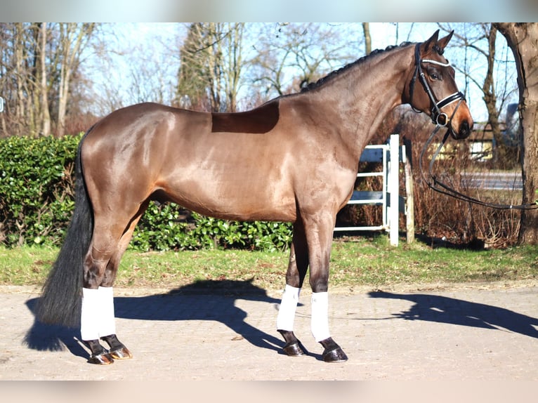 Hannoveriano Caballo castrado 6 años 168 cm Castaño in Selsingen