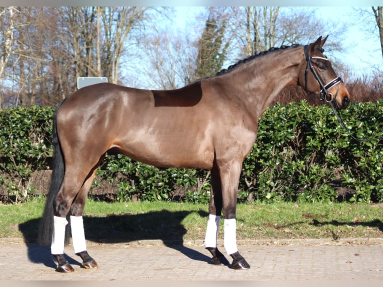 Hannoveriano Caballo castrado 6 años 168 cm Castaño in Selsingen