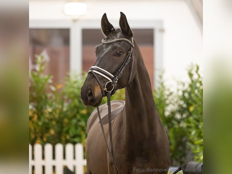 Hannoveriano Caballo castrado 6 años 168 cm Castaño in Verden