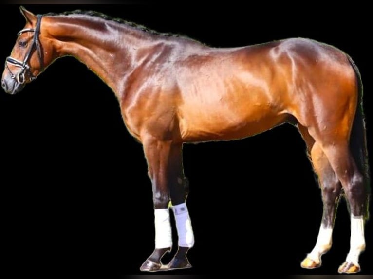 Hannoveriano Caballo castrado 6 años 168 cm Castaño oscuro in Jerez De La Frontera