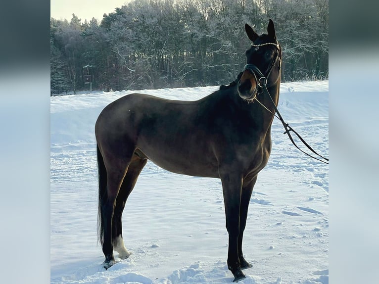 Hannoveriano Caballo castrado 6 años 168 cm Castaño oscuro in Groß Ippener