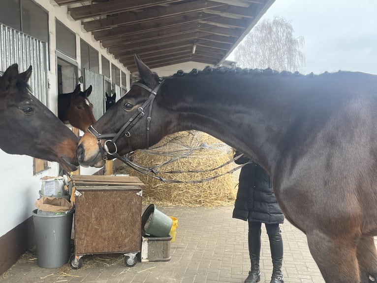 Hannoveriano Caballo castrado 6 años 168 cm Castaño oscuro in Nienburg (Weser)