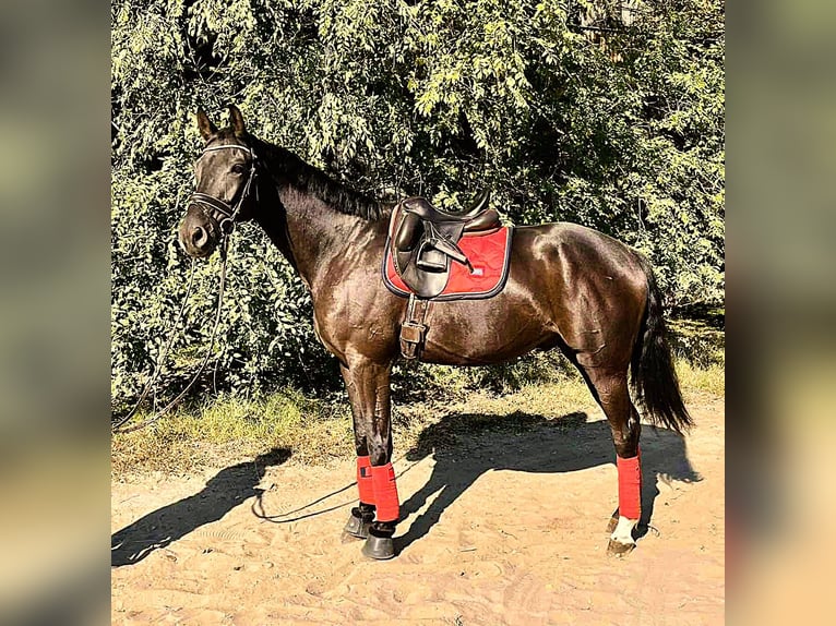 Hannoveriano Caballo castrado 6 años 168 cm Castaño oscuro in Kecskemét