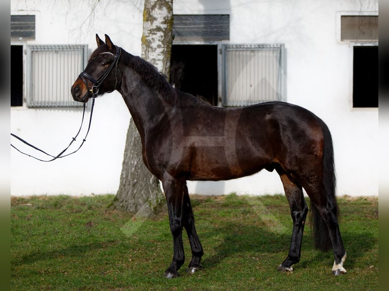 Hannoveriano Caballo castrado 6 años 168 cm Castaño oscuro in Königslutter