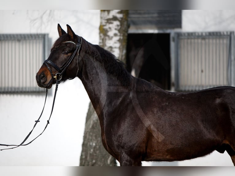 Hannoveriano Caballo castrado 6 años 168 cm Castaño oscuro in Königslutter