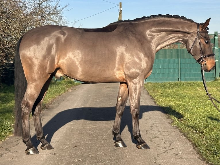 Hannoveriano Caballo castrado 6 años 168 cm Castaño oscuro in Warendorf