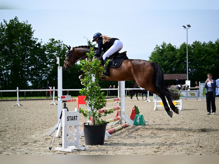 Hannoveriano Caballo castrado 6 años 168 cm Castaño oscuro in Warendorf