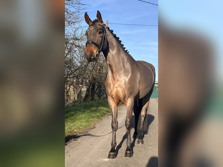 Hannoveriano Caballo castrado 6 años 168 cm Castaño oscuro in Warendorf