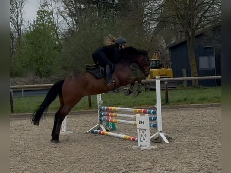Hannoveriano Caballo castrado 6 años 168 cm Castaño oscuro in Warendorf