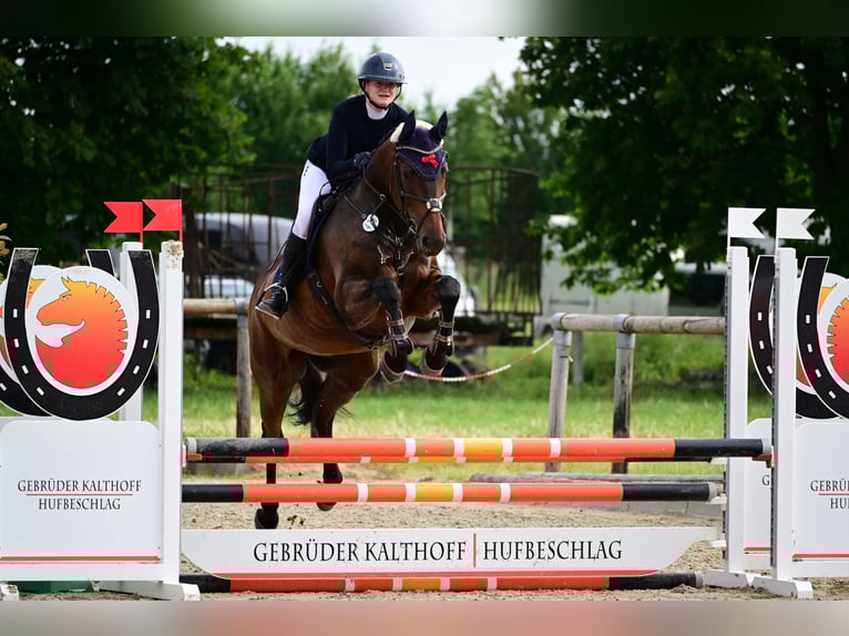 Hannoveriano Caballo castrado 6 años 168 cm Castaño oscuro in Warendorf