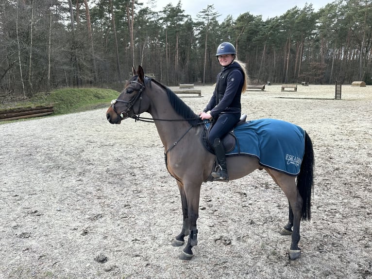 Hannoveriano Caballo castrado 6 años 168 cm Castaño oscuro in Warendorf