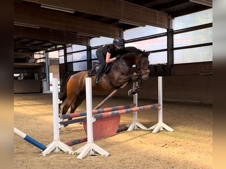 Hannoveriano Caballo castrado 6 años 168 cm Castaño oscuro in Warendorf