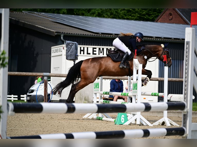 Hannoveriano Caballo castrado 6 años 168 cm Castaño oscuro in Warendorf