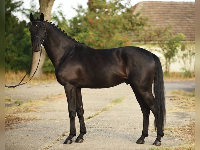 Hannoveriano Caballo castrado 6 años 168 cm Negro in Gyula