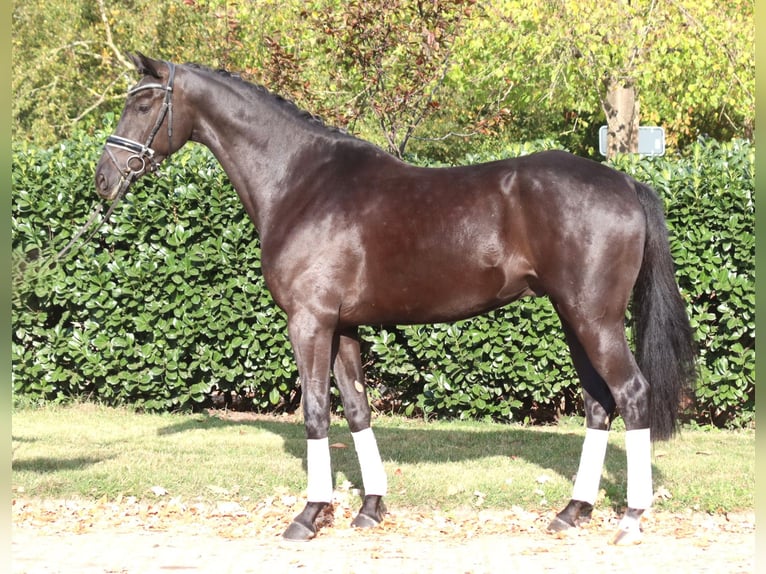 Hannoveriano Caballo castrado 6 años 168 cm Negro in Selsingen