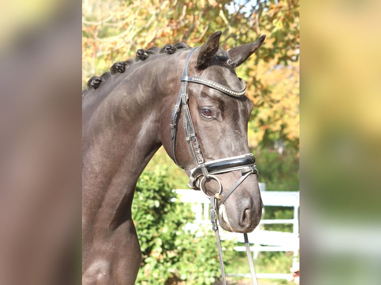 Hannoveriano Caballo castrado 6 años 168 cm Negro in Selsingen