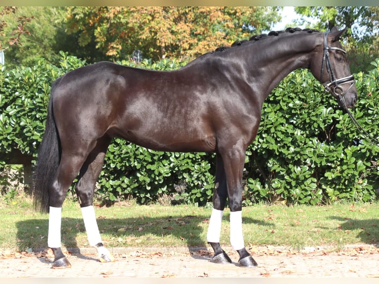 Hannoveriano Caballo castrado 6 años 168 cm Negro in Selsingen