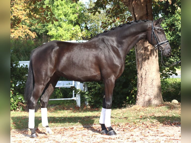 Hannoveriano Caballo castrado 6 años 168 cm Negro in Selsingen