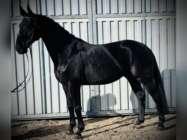 Hannoveriano Caballo castrado 6 años 168 cm Negro in Siedenburg